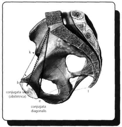 Diameter externa symphysis pubica ile L5 arası pelvimetre ile ölçülen bir dış pelvis çapıdır. Linea terminalis üzerinde ön arka çapa mediana ya da anatomica denir.