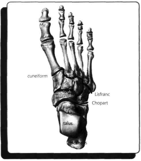 D) Cuneiformia E) Calcaneus Ayak bileğinde proksimal sırasında talus, calcaneus, navicular, cuboideum bulunur; distal sırada ise cuboideum ve cuneiformia I - II - III yer alır.