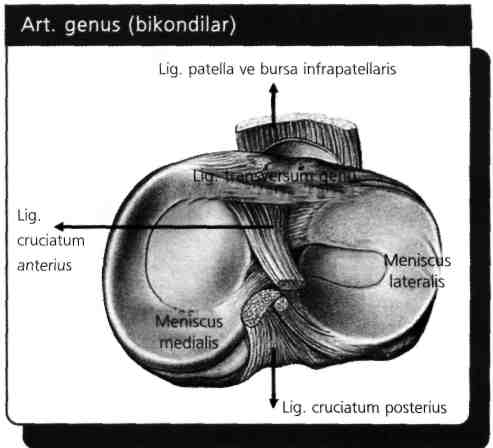 A) Art. temporomandibularis B) Art. genus C) Art. radioulnaris distalis D) Art. coxae E) Art. radioulnaris proximalis Menisküsler sadece diz ekleminde bulunur.