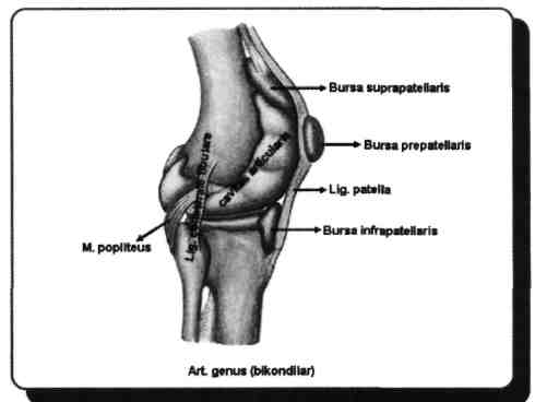 D) Lig. transversum genus E) Lig. popliteum obliquum Yanıt - E 135) Aşağıdakilerden hangisi ön çapraz bağında yırtığı gösterir?