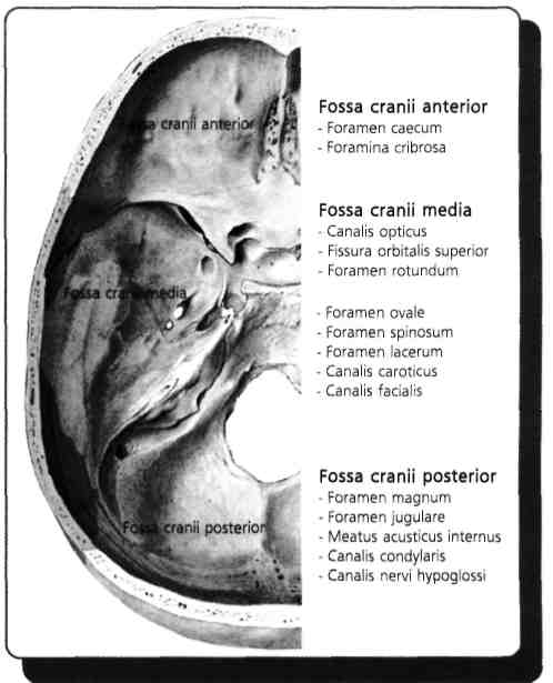 Fossa cranii anterior kırıkları: Foramina cribrosa yaralanmasına bağlı anosmi epistaksis ve rinore, fissura orbitalis superior ve canalis opticus yaralanmasına bağlı körlük ve göz hareketlerinde