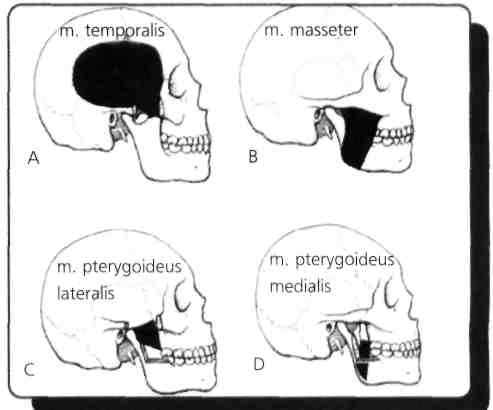 Çiğneme kasları: (Mm.masticatorii) M.temporalis M.pterygoideus lateralis M.masseter M.pterygoideus medialis Yanıt - E 13) Aşağıdaki kaslardan hangisi mandibula'ya depresyon yaptırmaz? A) M.