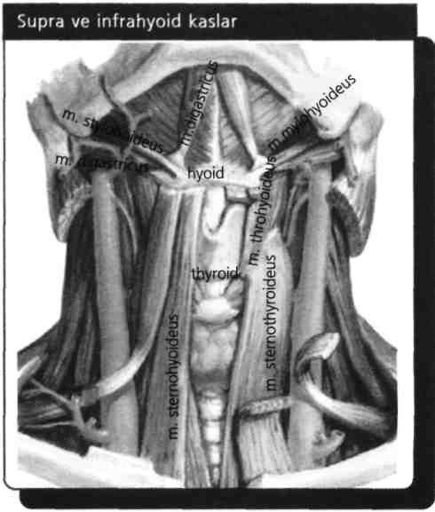 19) M. omohyoîdeus hangi sinir tarafından uyarılır? (Nisan - 1989) A) N.facialis B) Plexus brachialis C) N.transversus colli D) Ansa cervicalis E) N.hypoglossus M. omohyoideus, m. sternothyroideus, m.