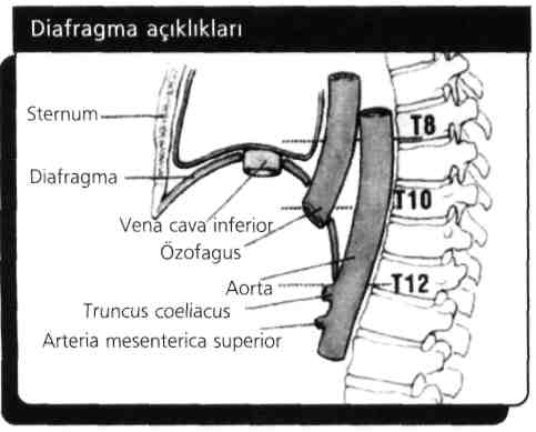 24) Hangisi inspiryum kası değildir? A) Diaphragma B) Mm. intercostales externi C) M. serratus posterior superior D) Mm. sternocostales E) Mm.