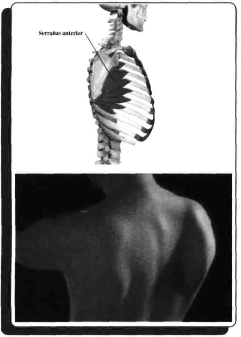 M. serratus anterior yardımcı inspiryum ve ekspiryum yaptırır ayrıca 90 derece üstü abduktordur ve felcinde skapulanın mediali arkaya doğru kabarır scapula alata (kanat skapula) deformitesi görülür.