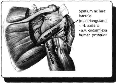 43) Omuz eklemine ekstansiyon yaptıran kas hangisidir? A) M. pectoralis major B) M. biceps brachii C) M. latissimus dorsi D) M. supraspinatus E) M. pectoralis minor M.