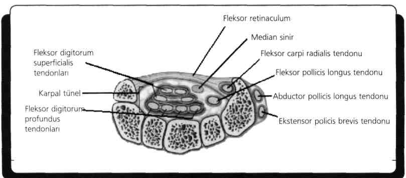 M. palmaris longus, medial epikondilden başlar ve palmar aponevrozda sonlanır. Önkol önloj kaslarındandır. %10 kişide olmayabilir. Zayıf fleksördür ve palmar aponevrozu gerer. N.