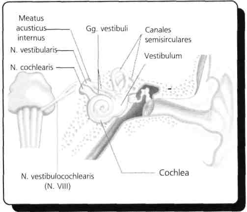 14) Canalis caroticus hangi kemikte bulunur? (Eylül - 1991) A) Os temporale B) Os sphenoidale C) Os occipitale D) Os parietale E) Os ethmodiale Temporal kemikte canalis caroticus (a.