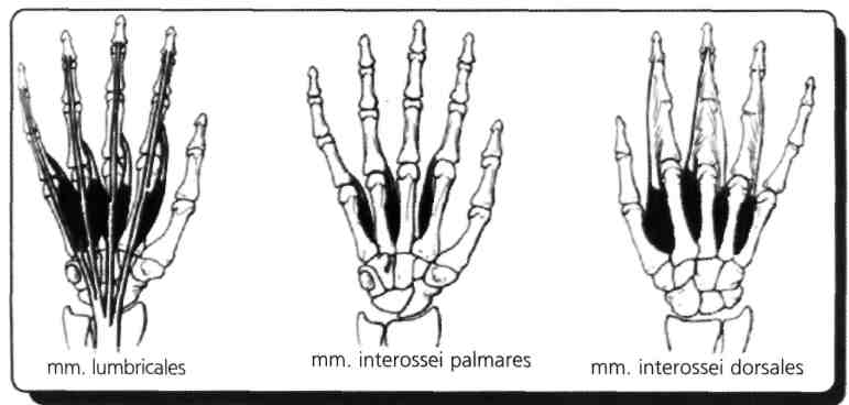 Şekilde parmakların abduksiyonu gösterilmiştir. Bu hareketi yaptıran mm. interossei dorsales'lerdir ve n. ulnaris'ten innerve edilirler! Mm. interossei palmares'ler ise adduktordurlar ve onları da n.
