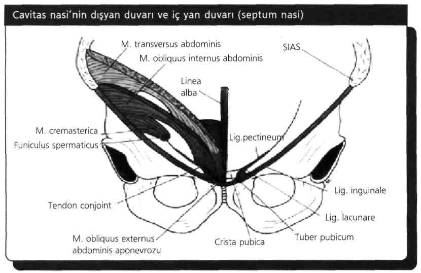 M. obliquus externus, abdominis pelvis sabitken tek taraflı kasıldığında aynı taraftaki omuzu öne getirecek şekilde gövdeye rotasyon yaptırır yani gövdeyi karşı tarafa doğru döndürür. M.