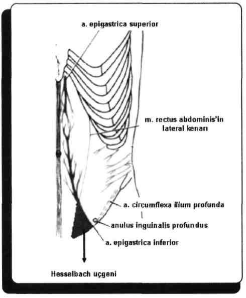 Trigonum inguinale'nin tabanını ligamentum inguinale, lateral kenarını vasa epigastrica inferior'lar, medial kenarını m. rectus abdominis kasının dış kenarı (linea semilunaris) yapar.