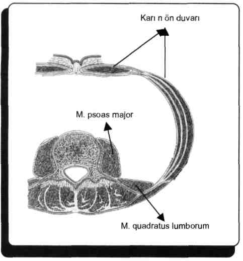 abdominis Musculus quadratus lumborum karın arka duvarı kasıdır. Karın ön ve yan duvar kasları: M. rectus abdominis, m. obliquus externus abdominis, m.