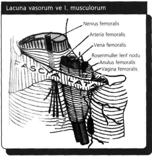 Funiculus spermaticus ligamentum inguinale'nin altından (doğrusu arkasından olmalıydı) geçmez, Ligamentin arkasından geçenler lacuna vasorum ve lacuna musculorum içerikleridir.