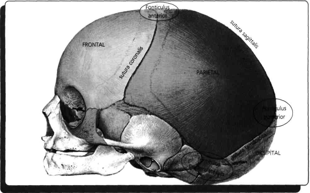 A. meningea media, a. maxillans'in dalıdır. Dura mater ile parietal kemiğin iç yüzünü döşeyen periost arasındadır. Temporal kemiğin skuamoz parçası ile de komşudur.