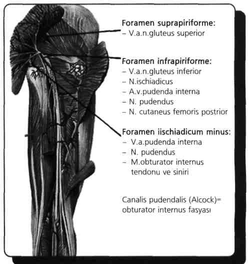 85) Foramen ischiadicum minus'tan hangi kasın tendonu geçer? (Nisan - 1992) A) M. gluteus maximus B) M. gluteus minimus C) M. piriformis D) M. obturator intemus E) M.