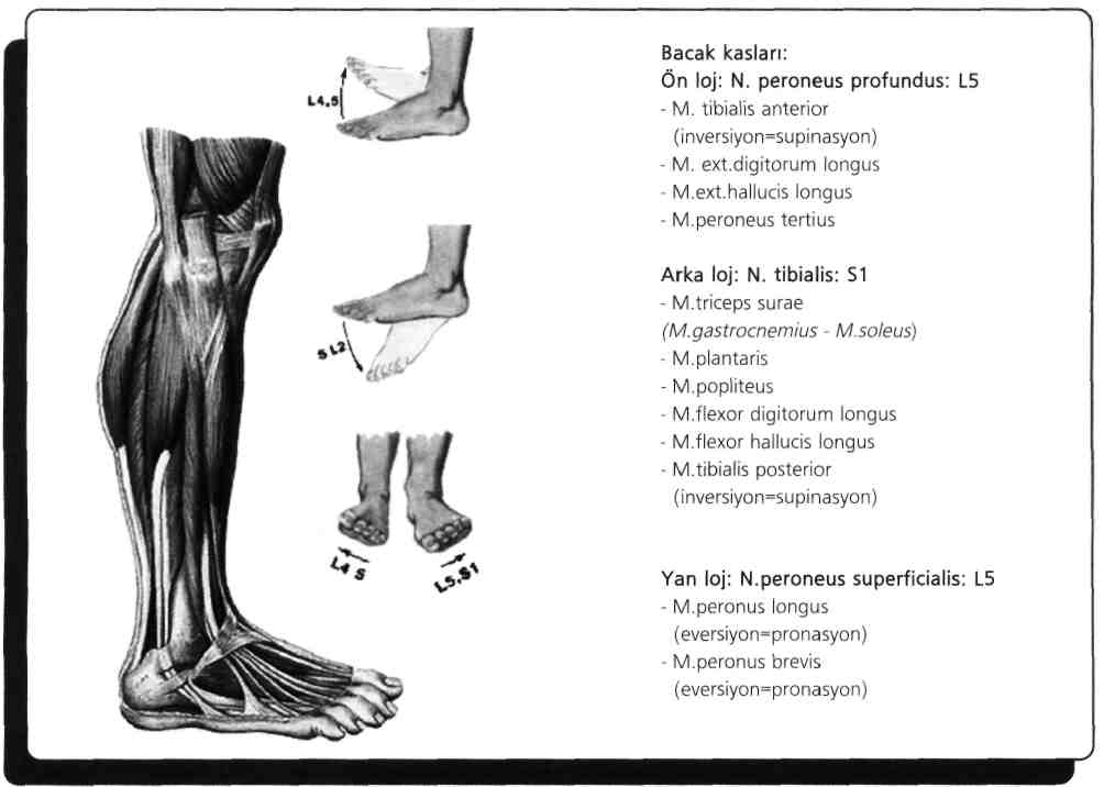 102) Ayağa pronasyon yaptıran kas hangisidir? (Eylül - 1989) A) M. peroneus longus B) M. tibialis anterior C) M. tibialis posterior D) M. gastrocnemius E) M.