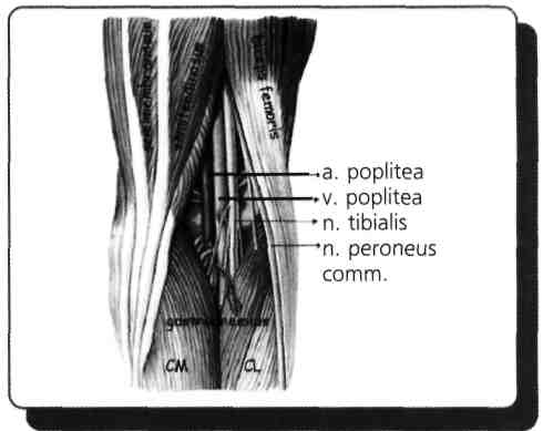 Nervus pudendus pelvis ve perine'nin siniridir, plexus sacralis'ten çıkar ve foramen ischiadicum majus (foramen infrapiriforme), for ischiadicum minus ve canalis pudendalis (Alcock)'ten geçer.