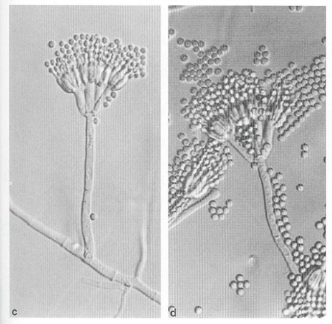 Şekil 2.4..P. citrinum un mikroskop altındaki görünüşü (Samson ve diğ, 1996) Şekil 2.5. P. citrinum un yapısı (Samson ve diğ, 1996) P.