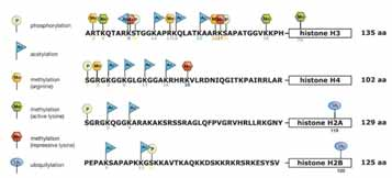 Epigenetik mekanizmalar: DNA ve Histon değişikleri: Kromatinin dinamik düzenlenmesi Kişisel anılar = kişiye özgü histon kodları?