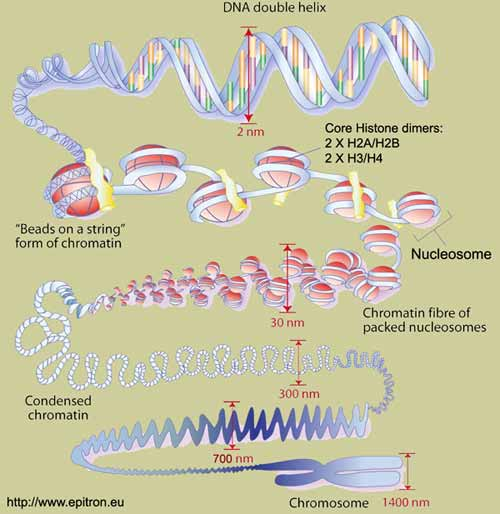 Kullanılmayan genler metilasyon ile silence duruma getirilir Metilasyon gen promoter alanındaki sitozin