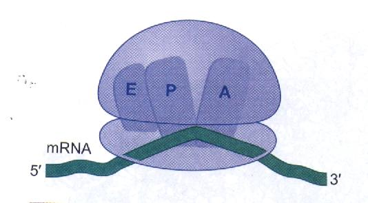 Ribozomun büyük ve küçük alt birimleri: Büyük alt birimdeki peptidil transferaz merkezindepeptid bağları oluşur.