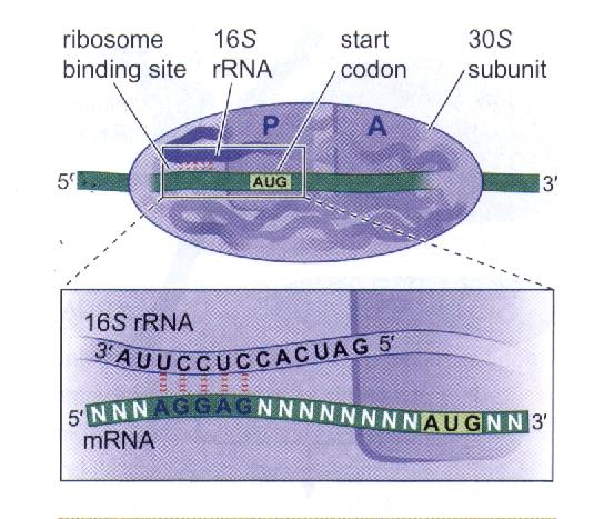 Prokaryotik mrna lar ribozomun küçük alt birimine rrna daki baz eşleşmeleriyle bağlanır Önce mrna ile küçük alt birim bağlanır.