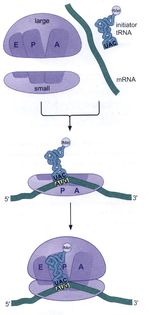 Translasyonun başarılı bir şekilde başlayabilmesi için ribozomun alt birimlerinin mrna üzerinde birleşmeleri; yüklü bir trna nın ribozomun P