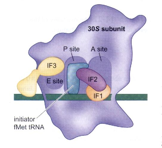 Başlangıç kompleksinin oluşumunu yöneten proteinler (başlangıç faktörleri) Prokaryotlardaki başlangıç faktörleri: IF1, başlatıcı trna nın küçük alt birimde A yerine bağlanmasını engeller IF2, küçük