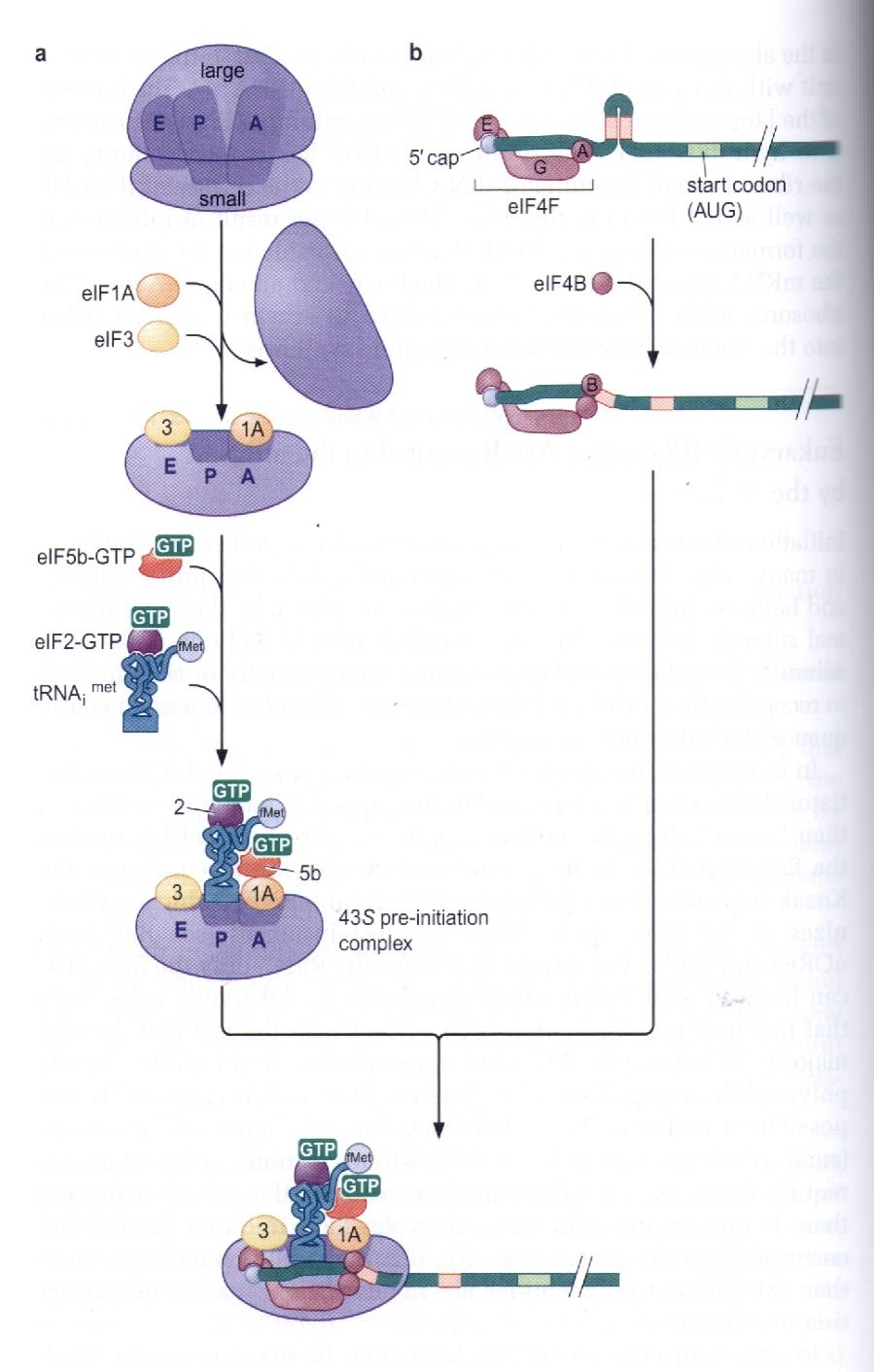 Ökaryotlardaki başlangıç faktörleri Prokaryotlardaki IF1, IF2, IF3 karşılığı faktörler ile ek başka proteinler bulunur.