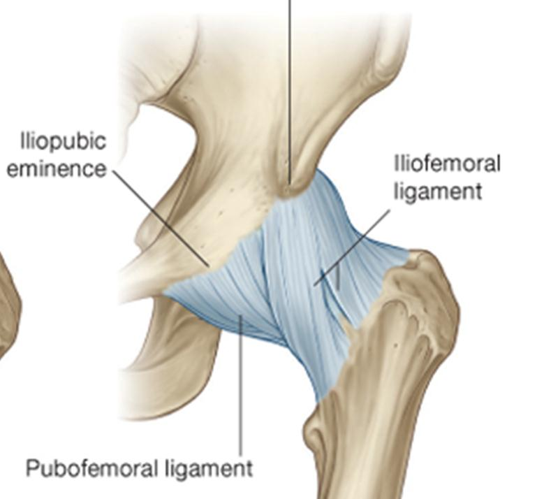 EKLEM LİGAMANLARI İschiofemoral Ligaman: En ince olan ligamandır Kapsülün arka yüzünü