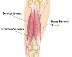 KALÇA EKSTENSÖRLERİ Hamstring adaleleri : M.Biceps Femoris in uzun başı,m. Semitendinosus, M.semimembranosus Yürüme esnasında esas ekstensörlerdir.
