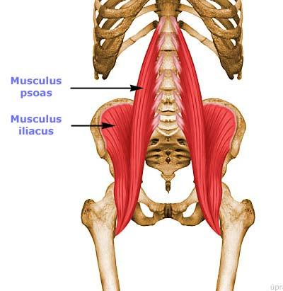 KALÇA FLEKSÖRLERİ M. Psoas: L 1 L 5 in transvers proces ve ant. Yüzünden başlar. Trokanter minörde sonlanır. Lomber plexus tan (L 1 L 3 ) innerve olur. M. İliacus: İleum prox.