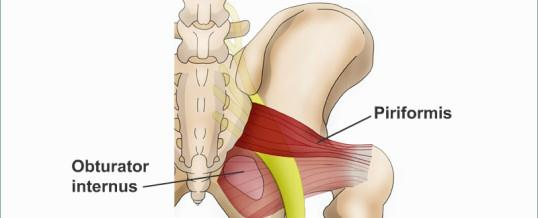 KALÇA DIŞ ROTATORLARI M. Piriformis O: Sakrumun ön dış kenari İ: Trokanter majör S: N. Piriformis M.