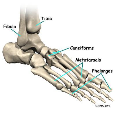 Ayak Ayak bileği Ağrısı Sprain / Strain Tendinit /tenosinovit Kırıklar İnflamatuar artritler: RA, AS Artrozlar Kallositeler Deformiteler Halluks rijidus Halluks