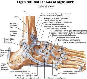 Ligamanlar Ayağın en önemli stabilizatörleri Lateral kollateral ligaman: Ayak bileğinin lateralini destekler, inversiyonu sınırlar Antero-talo- fibular band Kalkaneo-fibular band Posterior