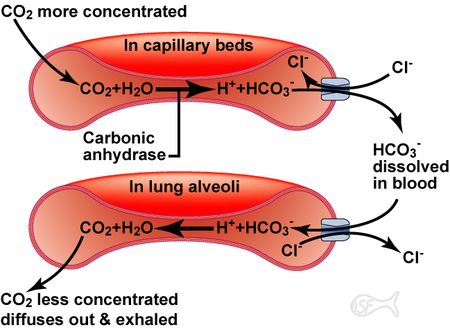 Hemoglobin/hemoglobinat tampon sistemi DOKULARDA Kapilerler KA Solunumla dışarı atılmaktadır
