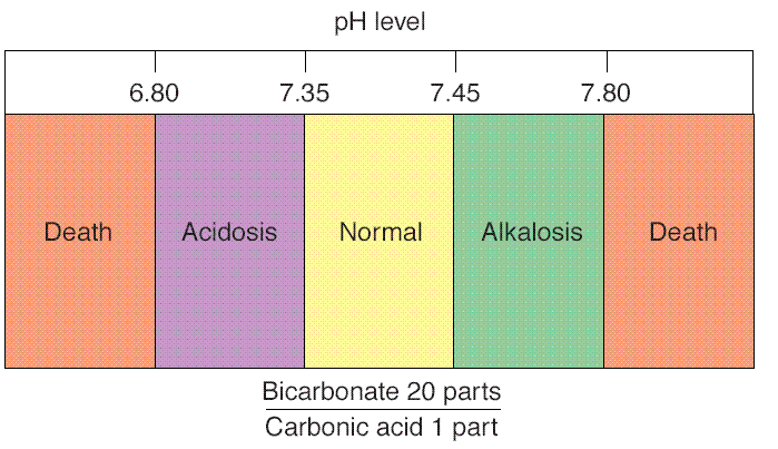 Metabolik işlevler sonucu sürekli H + oluştuğu halde, vucut sıvılarında ph 7.35-7.45 gibi çok dar sınırlar arasında tutulur.