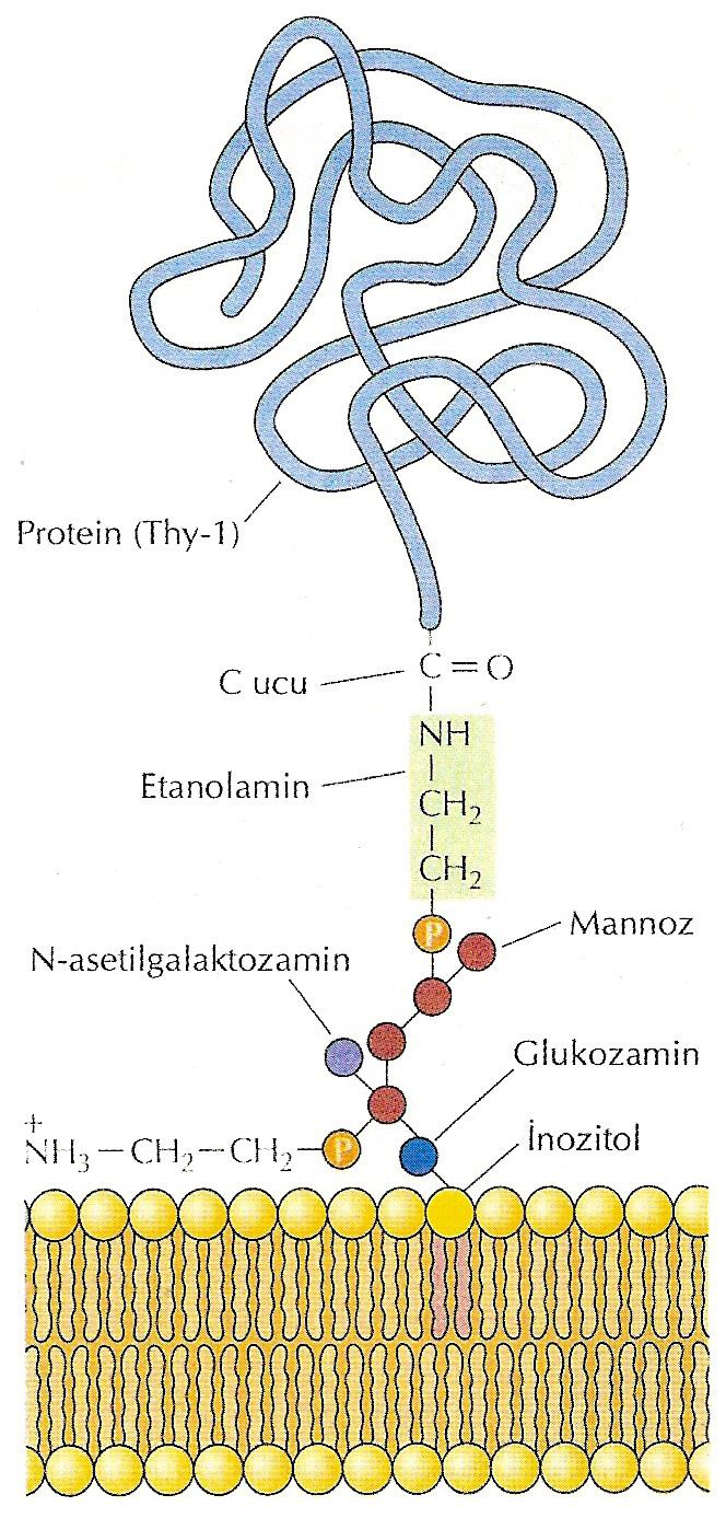 Son olarak, oligosakkaridlere bağlı lipidler (glikolipidler), bazı proteinlerin C-ucu karboksil grubuna eklenerek, bu proteinlerin plazma zarının dış yüzüne