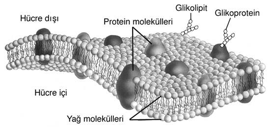 Şekil : Hücre Zarının Akıcı-Mozaik Yapısı Hücre Zarının Özellikleri: Seçici geçiş kendir. Hareket etme özelliğine sahiptir. Girintili ve çıkıntılı bir yüzeye sahiptir. Yırtılırsa kendini tamir eder.