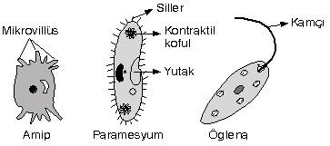 2:Sil: Bir hücreli canlılarda hareketi sağlayan küçük uzantılarda. 3:Kamçı: Öglenada hareketi sağlayan uzun uzantıdır.