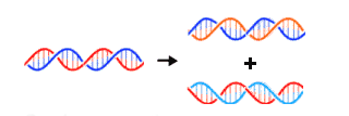 Hücre döngüsünde S evresi, DNA sentezinin (replikasyon) olduğu evredir; 6-8 saat sürer A