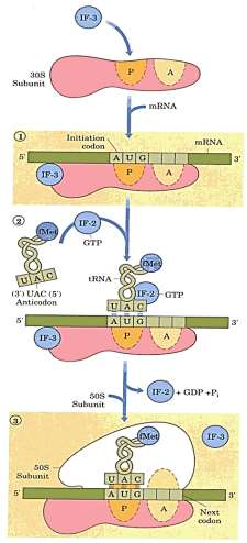 1. Translasyonun başlaması Protein sentezi başlayacağı zaman, sitoplazmada bulunan amino asitler, kendilerine özgü ve Mg2+ gerektiren aminoaçil-trna sentetaz enzimleri yardımıyla kendilerine özgü