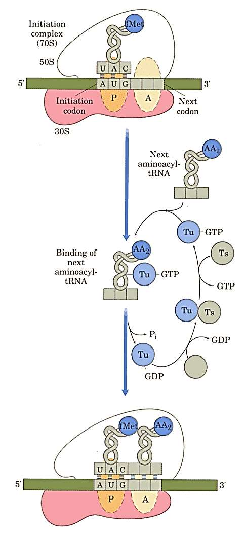 2. Protein zincirin uzaması Başlama kompleksi oluştuktan sonra, GTP ın hidrolizi ve elongasyon faktörü (EF-Tu) sayesinde, bu kompleksteki A yerine, mrna nın buraya rast gelen kodonunu tamamlayan