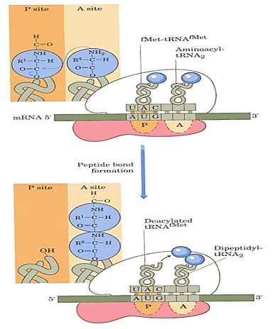 GTP ın hidrolizi ve EF-G (Prokaryotlarda EF-G nin karşılığı, ökaryotlarda eef2 dir) sayesinde P yerindeki trna kompleksten ayrılır.