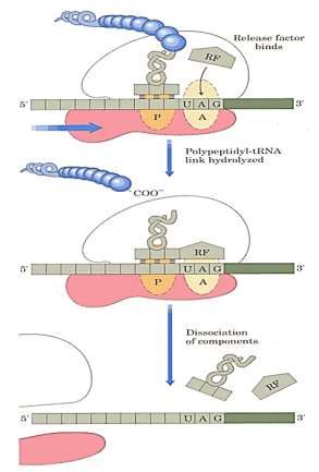 3. Protein zincirin sonlanması: Polipeptit zincirinin uzaması sonlandırılacağı zaman A yerine UAG, UAA, UGA sonlandırma kodonlarından biri gelir.