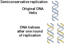 Bugün kabul gören görüşe göre DNA nın replikasyonu semikonservatifdir; bir DNA molekülünün iki kolundan her biri yeni bir DNA kolu sentezi için bir kalıp olarak görev görür ve sonuçta