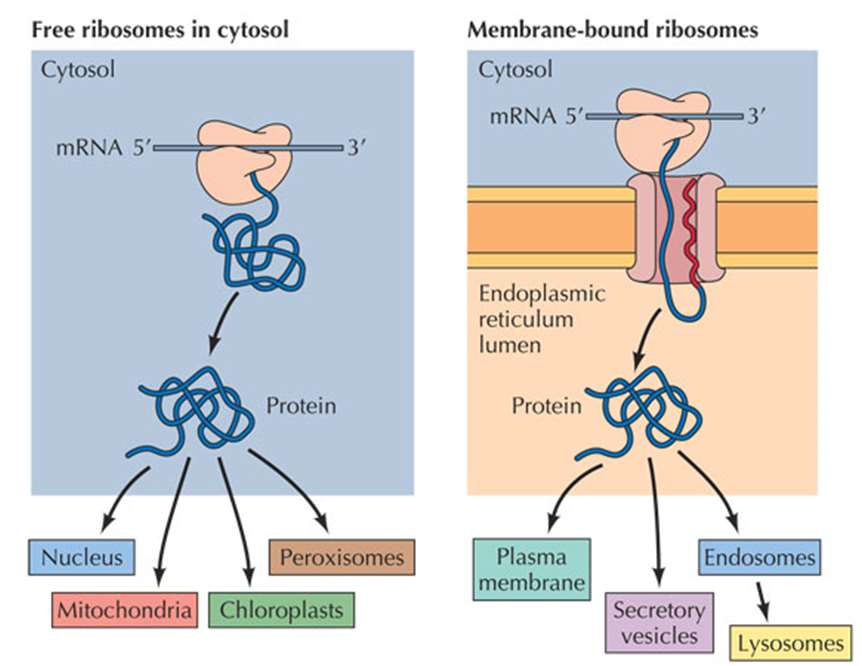 Ribozom, saniyede 15 kodon (45 nükleotid) tarar. E.coli ribozomu, 37oC de, 20 saniyede 300 amino asitli bir protein sentezleyebilir. E.colide yaklaşık 5000 mrna vardır ve E.