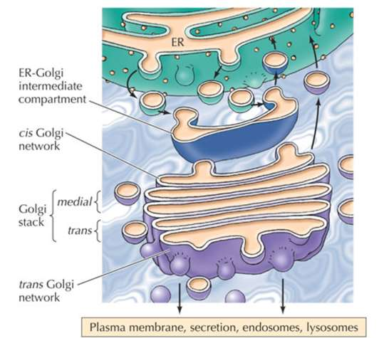 Pürtüklü endoplazmik retikulumun poliribozomları tarafından sentez edilen bazı proteinler, Golgi cihazı tarafından son görev noktaları için zimojen partiküller halinde paketlenir ve transfer