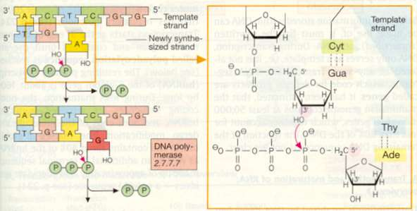 Okazaki parçaları sentez edildikten sonra DNA polimeraz I in 5 3 ekzonükleaz aktivitesi vasıtasıyla RNA primeri çıkarılır; DNA ligaz, kalan çentikleri kapatır.