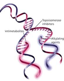 Mitomycin A, alkilleme suretiyle; distamycin A, streptonigrin ve bleomycin, DNA ile kompleks oluşturma suretiyle prokaryotlarda DNA replikasyonunu inhibe ederler ve böylece bakteriyostatik etki